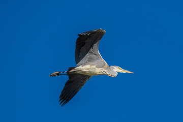 Flying Gray Heron Ardea cinerea Costa Ballena Cadiz