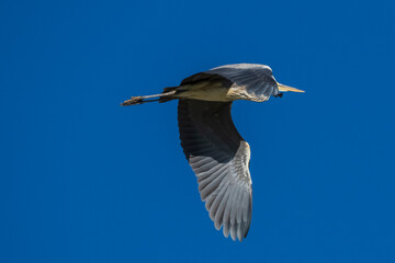 Flying Gray Heron Ardea cinerea Costa Ballena Cadiz