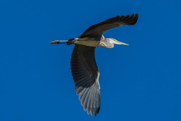Flying Gray Heron Ardea cinerea Costa Ballena Cadiz