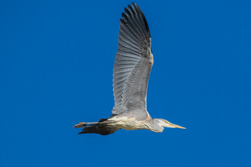 Flying Gray Heron Ardea cinerea Costa Ballena Cadiz