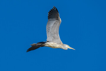 Flying Gray Heron Ardea cinerea Costa Ballena Cadiz
