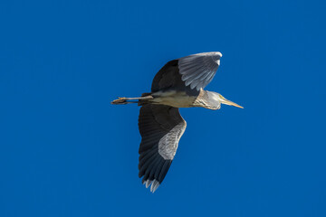 Flying Gray Heron Ardea cinerea Costa Ballena Cadiz