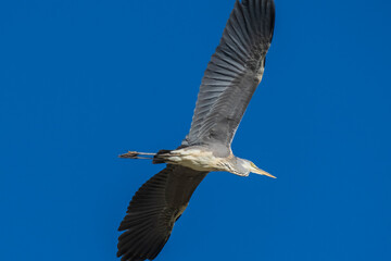 Flying Gray Heron Ardea cinerea Costa Ballena Cadiz