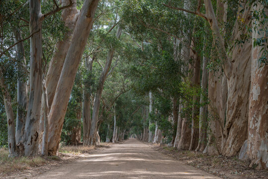 Eucalyptus Tree Lined Road near Franschhoek, South Africa