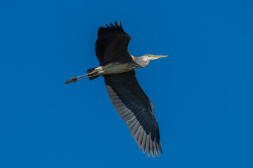 Obraz premium Flying Gray Heron Ardea cinerea Costa Ballena Cadiz