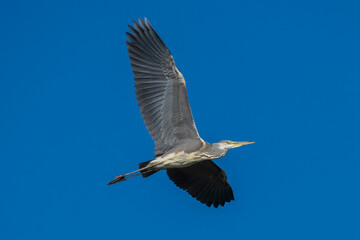 Flying Gray Heron Ardea cinerea Costa Ballena Cadiz