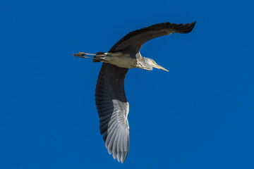 Flying Gray Heron Ardea cinerea Costa Ballena Cadiz