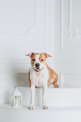 Concentrated dog pitbull terrier sits isolated on white background. Studio portrait.