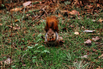  A girl feeds a walnut to a red squirrel in the autumn forest