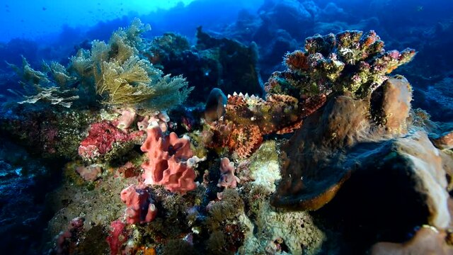 Lies on coral reef and waits for prey. Scorpaenopsis diabolus, the false stonefish or the devil scorpionfish, is a carnivorous ray-finned fish. It has venomous spines. It is a bottom-dwelling predator
