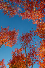 autumn leaves against blue sky