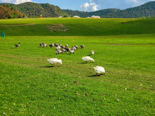 Domestic white and gray geese in a green meadow, beautiful landscape in the countryside.