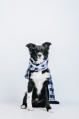 Studio portrait of a cute puppy dog border collie with checkered scarf around the neck isolated on white background. Dog in clothes.
