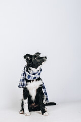 Studio portrait of a cute puppy dog border collie with checkered scarf around the neck isolated on white background. Dog in clothes.