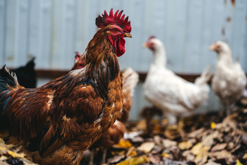Chickens walk in the paddock. Chickens and a rooster walks on a pile of dry leaves in an aviary on an autumn day on a farm
