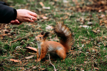  A girl feeds a walnut to a red squirrel in the autumn forest