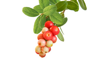 Branch of cowberry isolated on white
