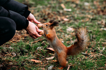  A girl feeds a walnut to a red squirrel in the autumn forest