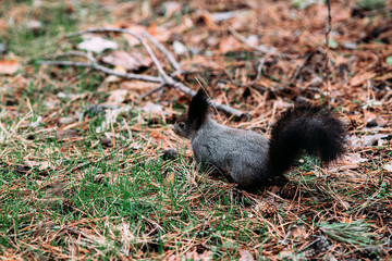  A girl feeds a walnut to a red squirrel in the autumn forest