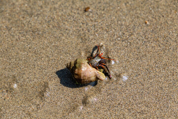 Unusual shell in which the crab settled close-up.
