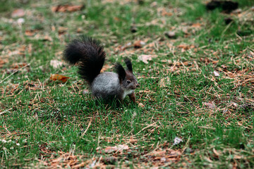  A girl feeds a walnut to a red squirrel in the autumn forest