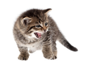 Small kitten isolated on a white background.
