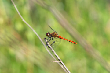 wild dragonfly