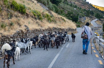 Shepherd with his flock of sheep on the road