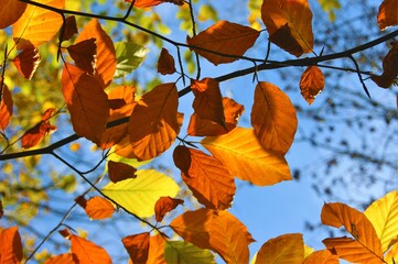 Autumn leaves against a blue sky.
