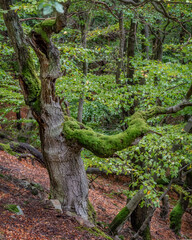 Abgestorbener Baumstamm mit Moos