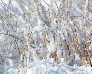 Snow on dry grass. Nature