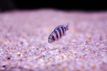 Horizontal close-up photo of a small isolated striped tropical fish froze above bottom of a sea covered with violet colour sand