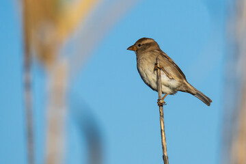 House Sparrow Passer domesticus Costa Ballena Cadiz