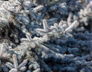 Coniferous tree branches in the park.
