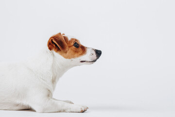Studio portrait of a jack russell terrier. Dog's profile. Horizontal, isolated on white background.