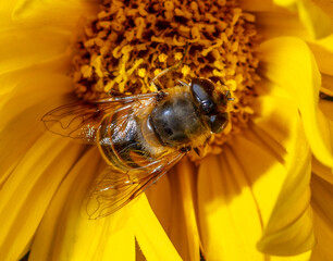 Close-up of a bee on a yellow flower.