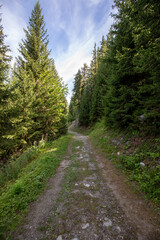 Fototapeta premium chemin de montagne en foret