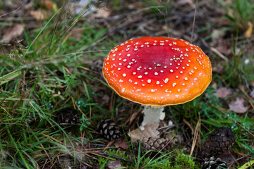 Fly agaric (Amanita muscaria), growing in conifer woodland, De Hoge Veluwe National Park, Netherlands