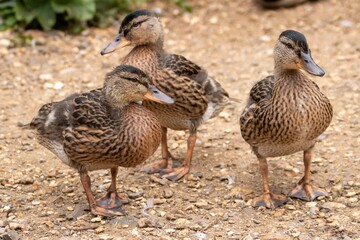 three young ducks off for a walk