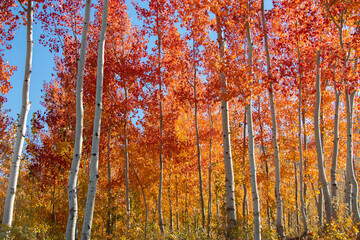 autumn trees in the forest
