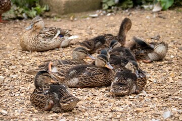 mother duck keeping watch over her brood