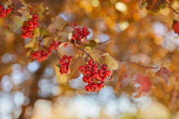 canadian chokeberries, chokeberry, fall leaves, fall berries, fall, golden leaves, red berries, canada red