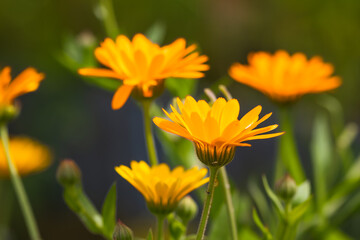 yellow flowers in the garden
