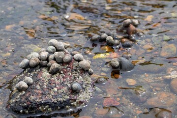 periwinkles a common sight along the seashore