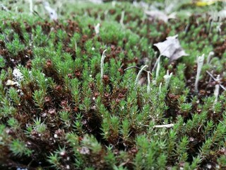 moss