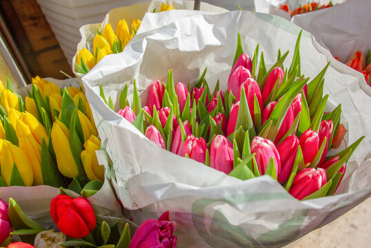 Amazing Tulips in february in Verona (mid february)
