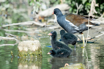A Mother Common Moorhen And Its Juveniles