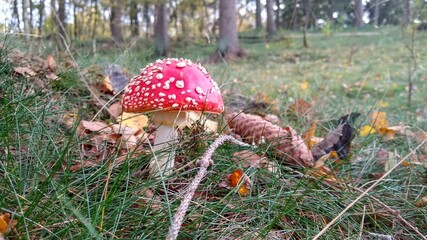 fly agaric mushroom