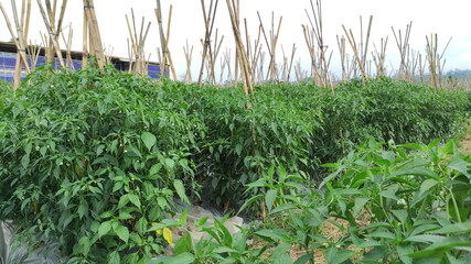 Fresh Green Chili Fields with Landscape Background. Capsicum Annuum Tropical Plants in Central Java Indonesia.