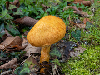 a toadstool growing on a tree stump Autumn has arrived